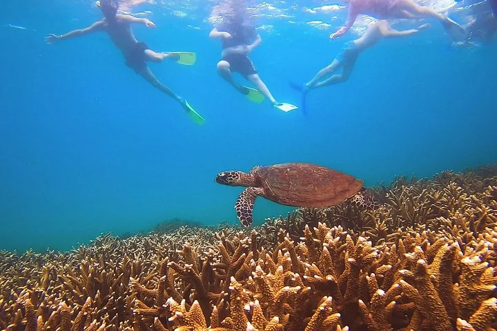 Schnorchler schwimmen unter Wasser über einer Meeresschildkröte und bunten Korallenformationen.