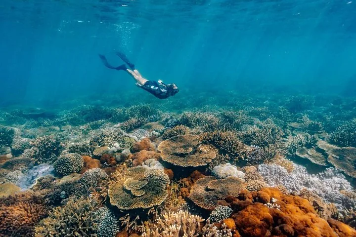 Un adepte du snorkeling nage sous l'eau au-dessus d'un grand récif corallien diversifié.